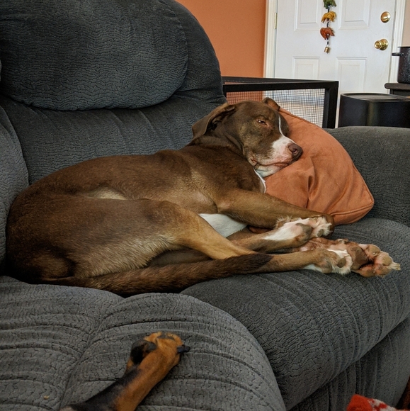 Meet your Posher, Riley - Picture 1 of 2